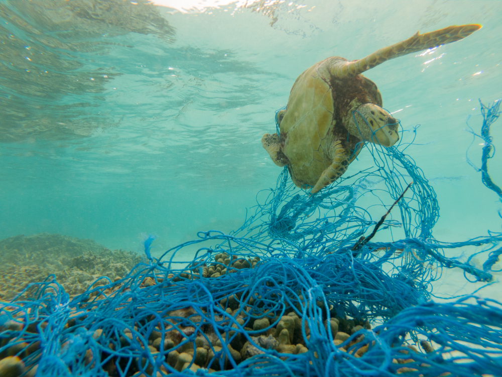 Een zeeschildpad verstrikt in plastic afval, een voorbeeld van dierenleed veroorzaakt door plasticvervuiling in de natuur